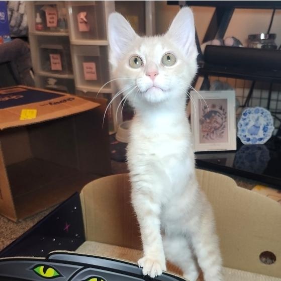 Enlarge Cheeseburger, an adopted Domestic Medium Hair in West Chester, OH image 6/6