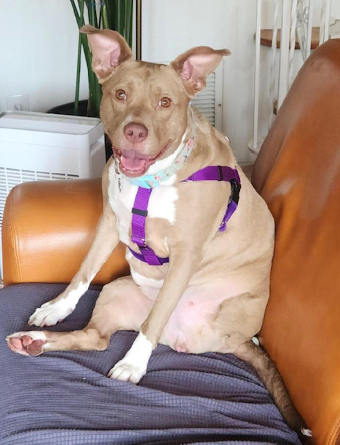 Daisy (tripawd), a Adoptable Pit Bull Terrier in Far Rockaway, NY image 1/13