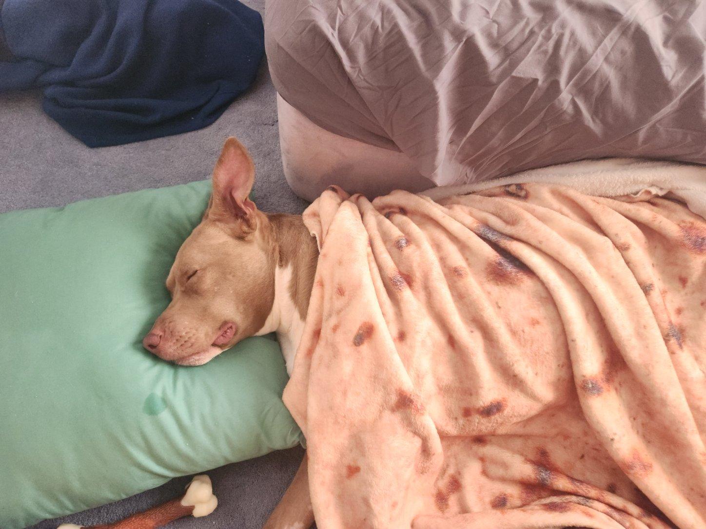 Daisy (tripawd), a Adoptable Pit Bull Terrier in Far Rockaway, NY image 2/13