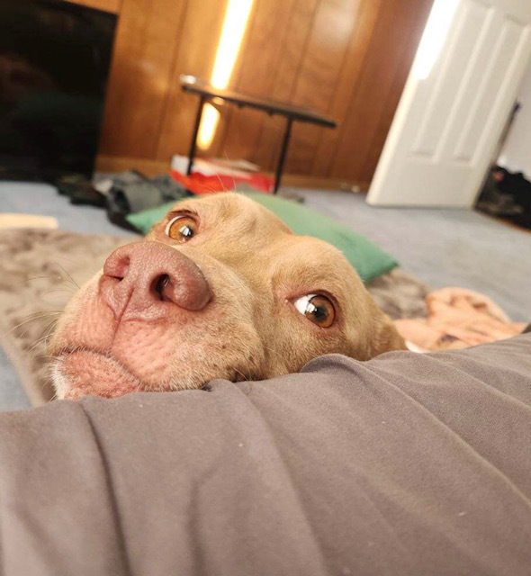 Daisy (tripawd), a Adoptable Pit Bull Terrier in Far Rockaway, NY image 3/13