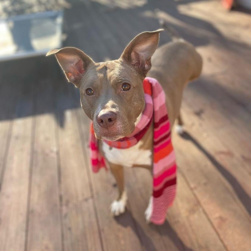 Daisy (tripawd), a Adoptable Pit Bull Terrier in Far Rockaway, NY image 4/13