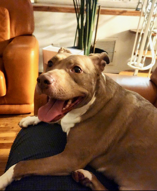 Daisy (tripawd), a Adoptable Pit Bull Terrier in Far Rockaway, NY image 5/13