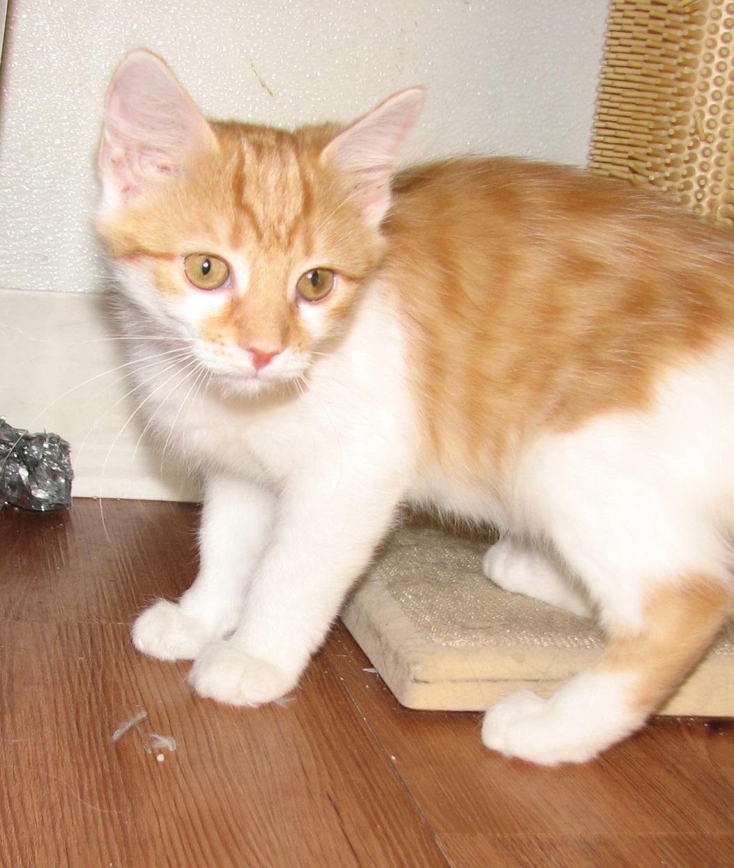 Enlarge 5484 Cheesecake, a ADOPTABLE Domestic Short Hair in Lawrenceburg, KY image 4/6