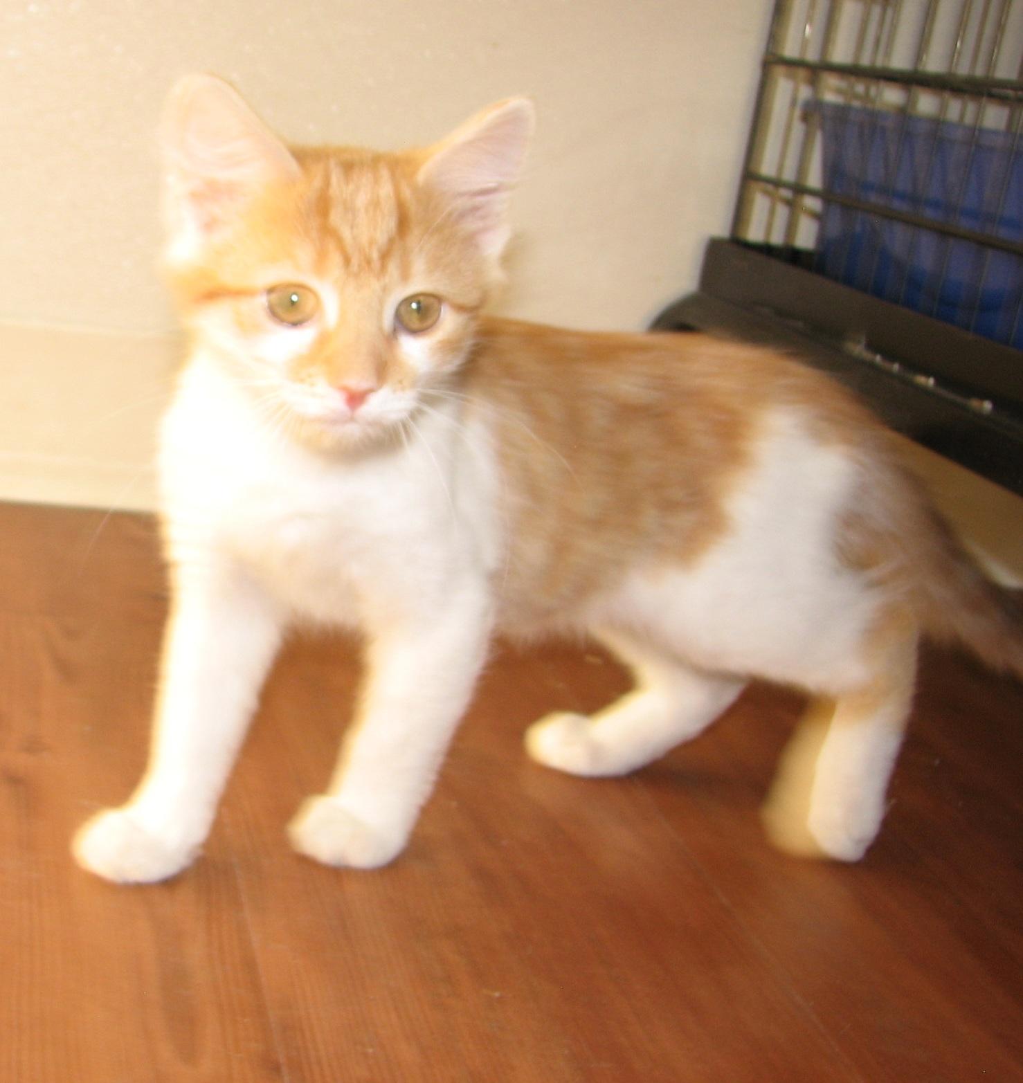 Enlarge 5484 Cheesecake, a ADOPTABLE Domestic Short Hair in Lawrenceburg, KY image 5/6