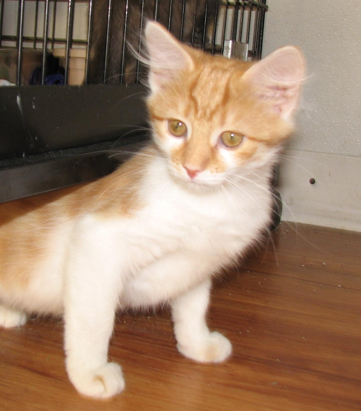 Enlarge 5484 Cheesecake, a ADOPTABLE Domestic Short Hair in Lawrenceburg, KY image 3/6