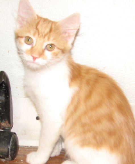 Enlarge 5484 Cheesecake, a ADOPTABLE Domestic Short Hair in Lawrenceburg, KY image 2/6