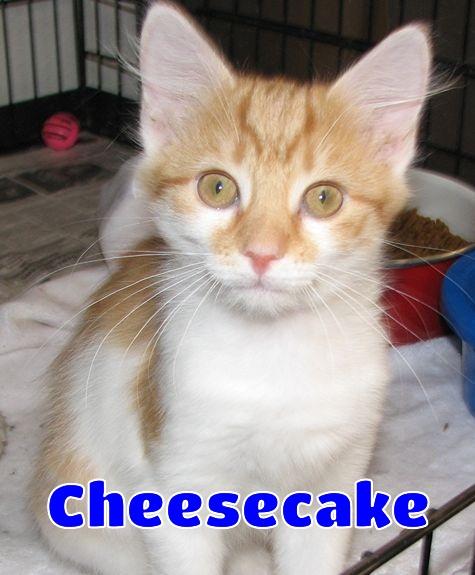 Enlarge 5484 Cheesecake, a ADOPTABLE Domestic Short Hair in Lawrenceburg, KY image 1/6