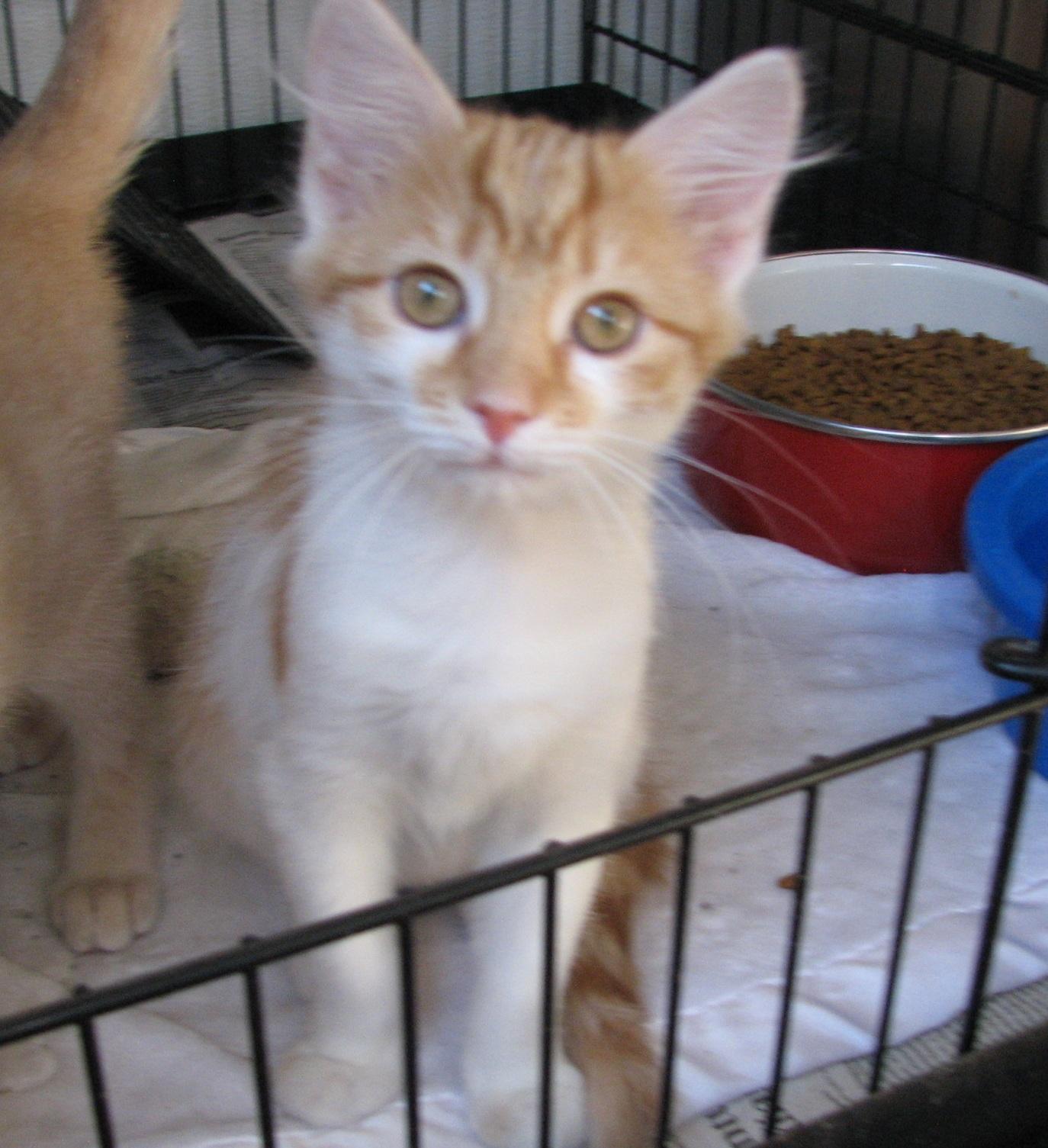 Enlarge 5484 Cheesecake, a ADOPTABLE Domestic Short Hair in Lawrenceburg, KY image 6/6