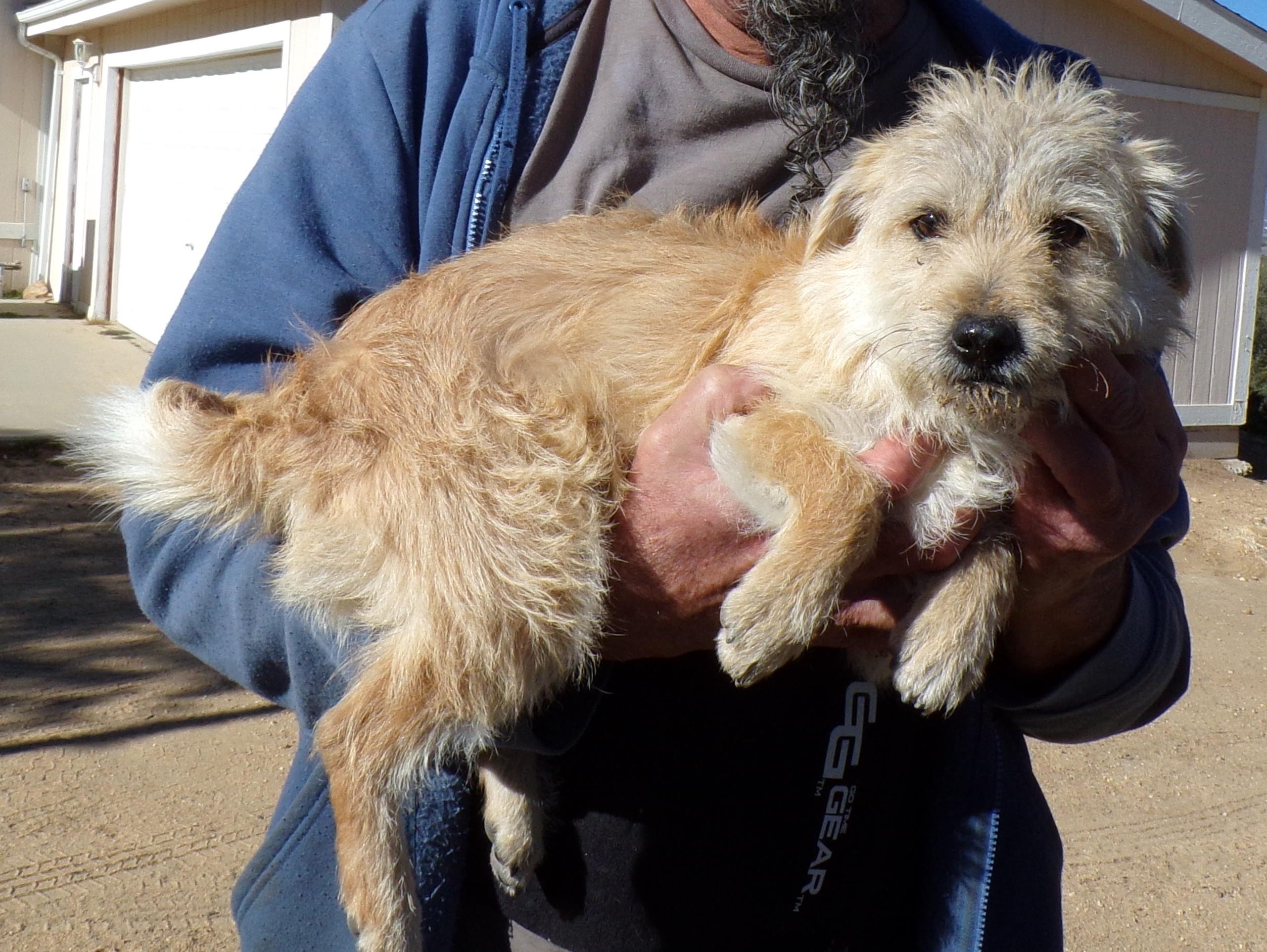 Enlarge BENJIE, a ADOPTABLE mixed breed in Corona, CA image 1/3