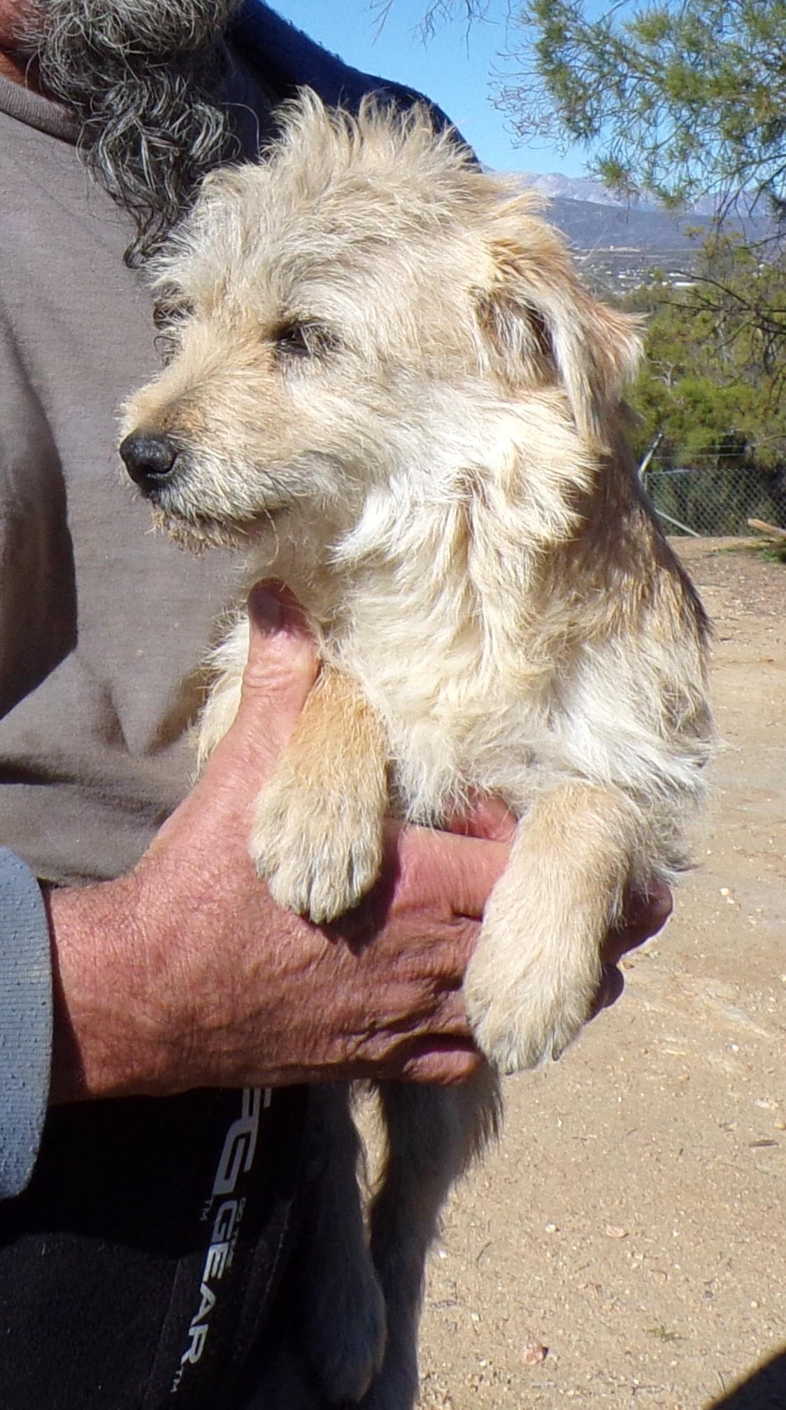 Enlarge BENJIE, a ADOPTABLE mixed breed in Corona, CA image 2/3