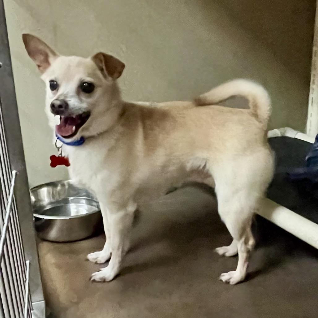 Roscoe, Adoptable, Senior Male Chihuahua & Jack Russell Terrier.