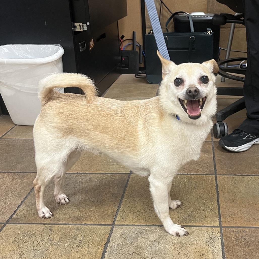 Enlarge Roscoe, a Adoptable mixed breed in Las Vegas, NV image 2/6