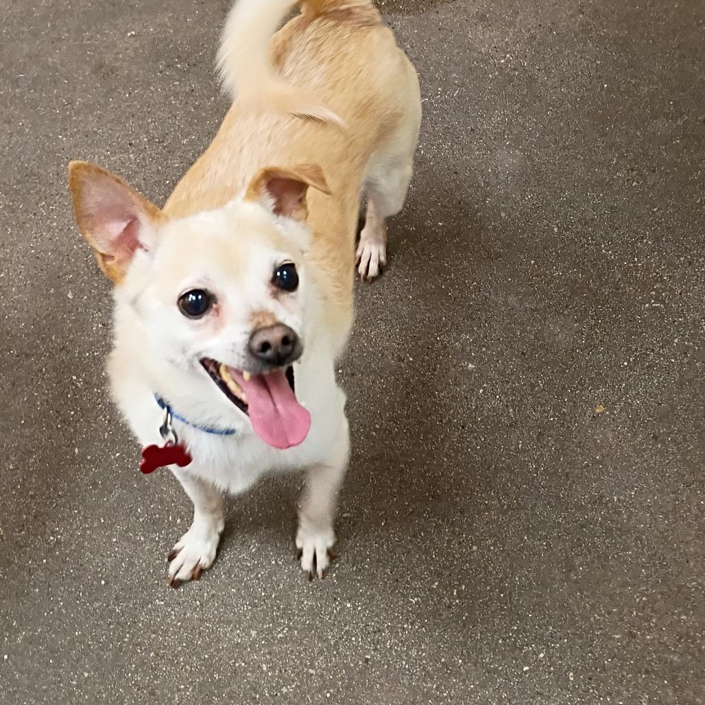 Enlarge Roscoe, a Adoptable mixed breed in Las Vegas, NV image 3/6