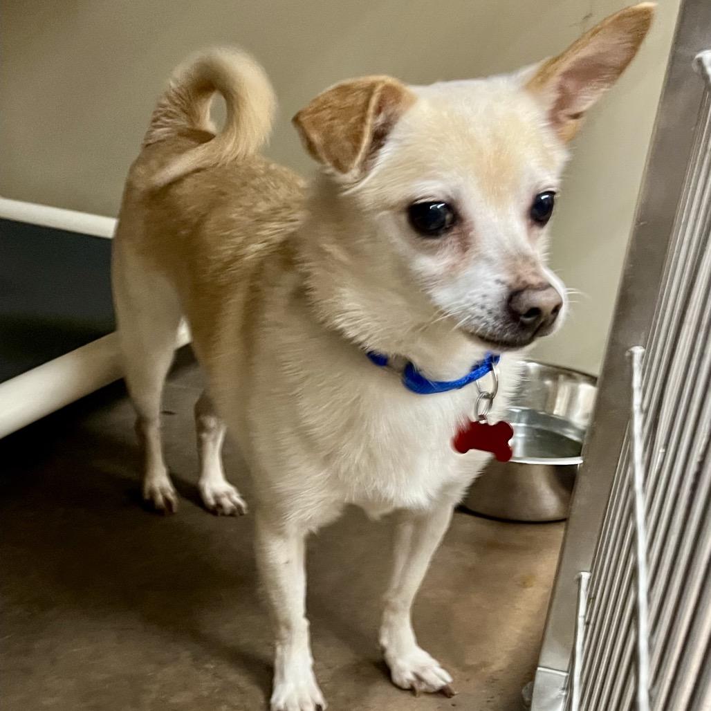 Enlarge Roscoe, a Adoptable mixed breed in Las Vegas, NV image 4/6