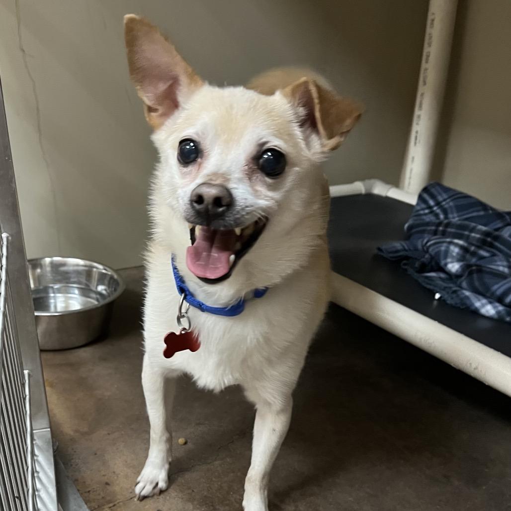 Enlarge Roscoe, a Adoptable mixed breed in Las Vegas, NV image 5/6