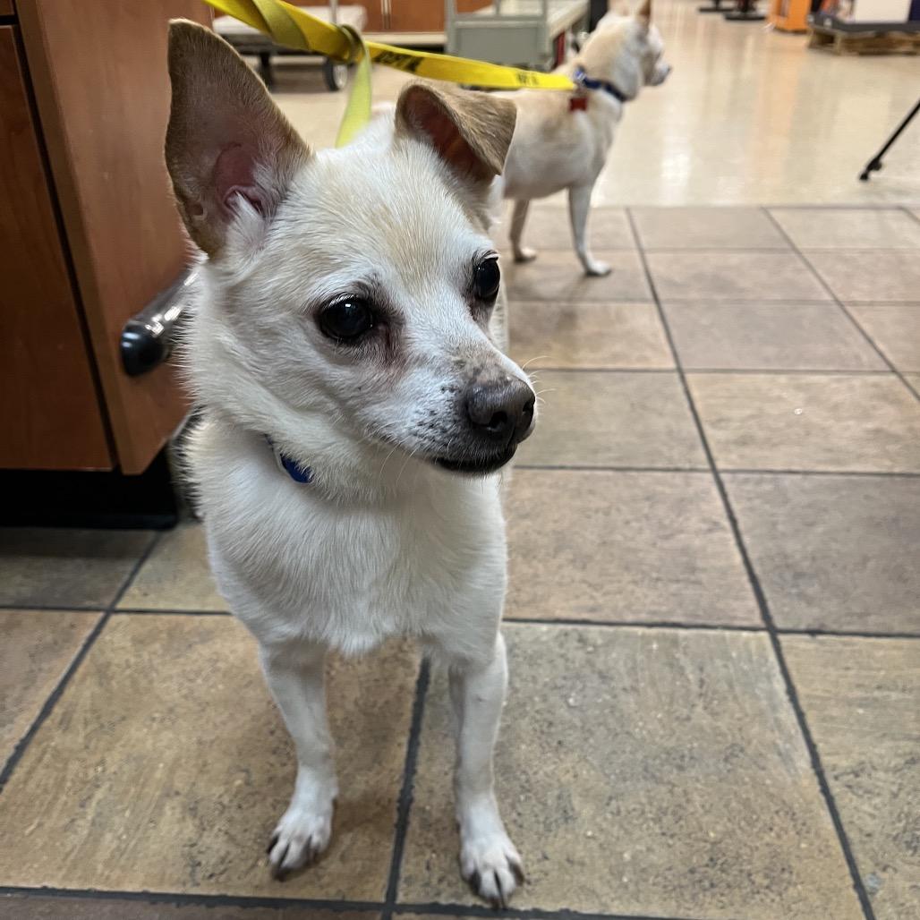 Enlarge Roscoe, a Adoptable mixed breed in Las Vegas, NV image 6/6