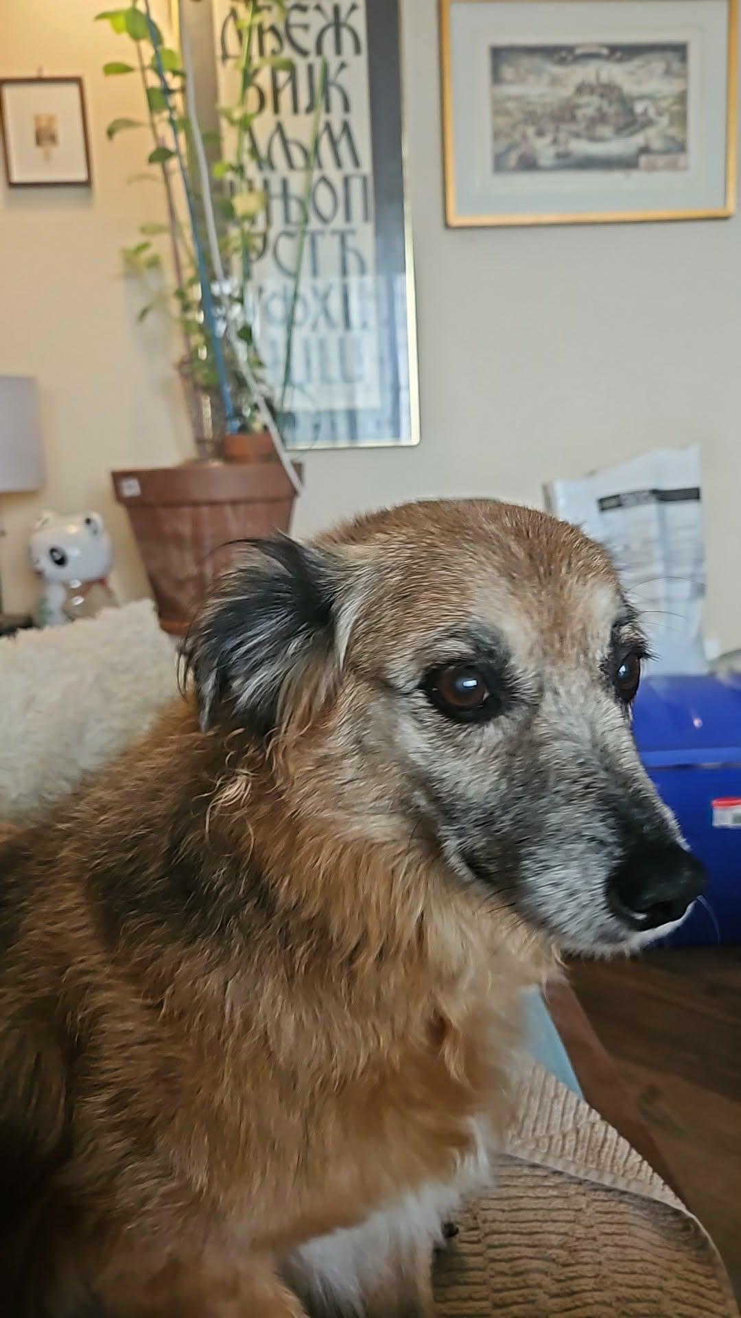 Bear, a ADOPTABLE Terrier in Hamilton, ON image 2/5