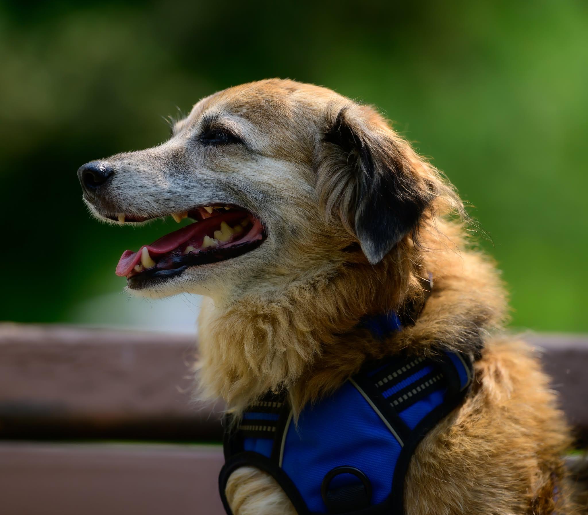 Bear, an adopted Terrier in Hamilton, ON image 2/6