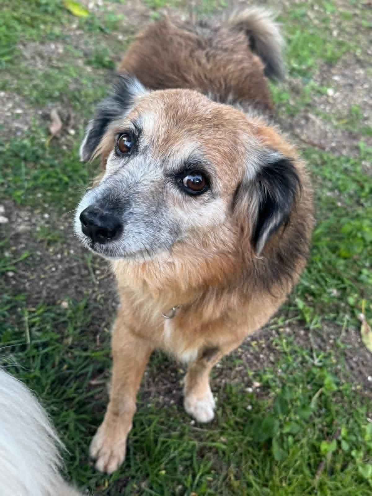 Bear, a ADOPTABLE Terrier in Hamilton, ON image 1/5