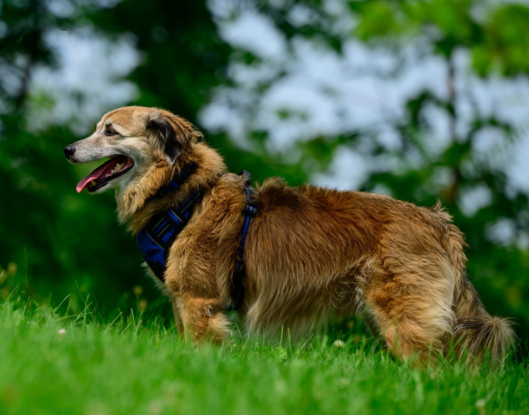 Bear, an adopted Terrier in Hamilton, ON image 5/6