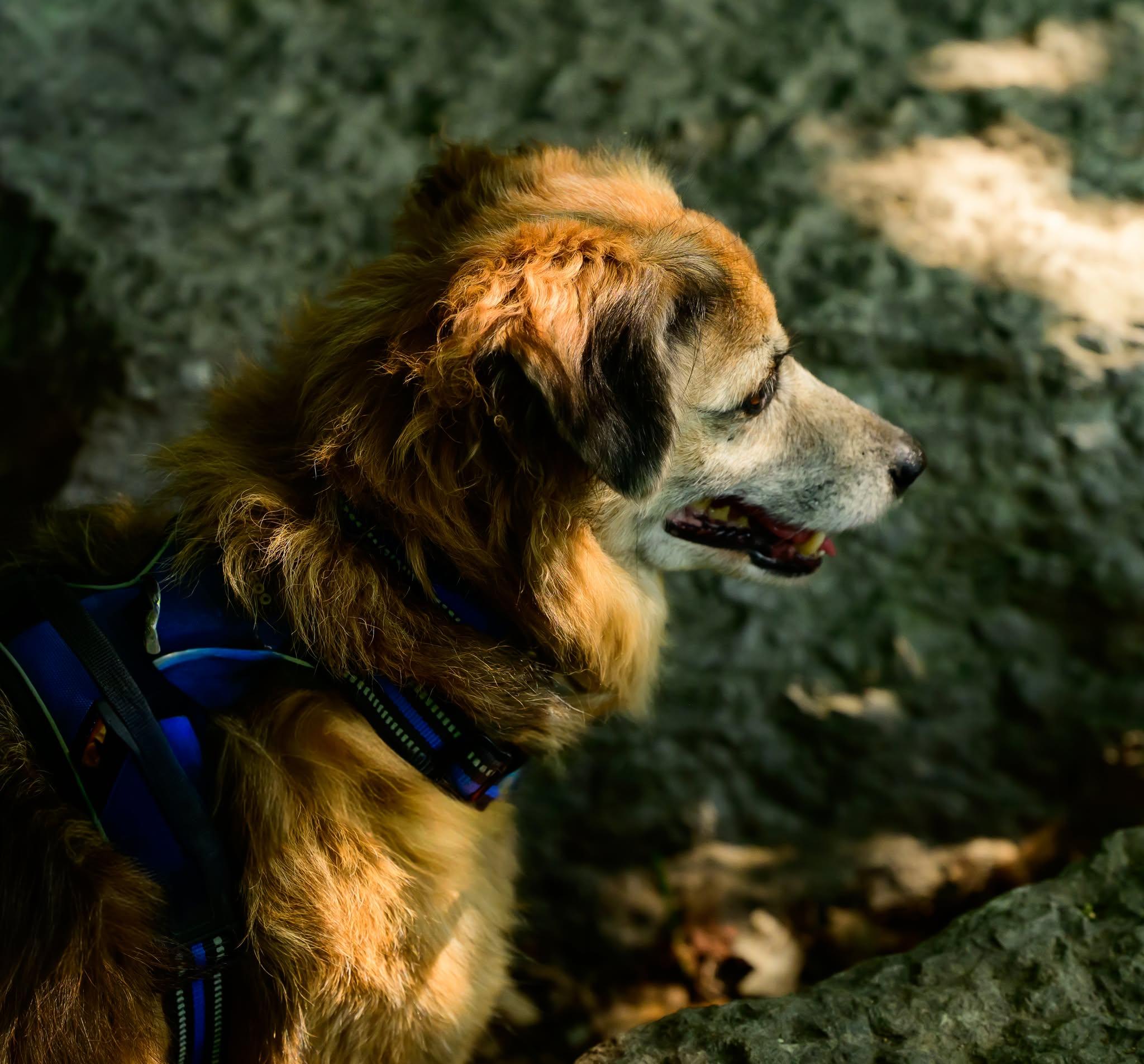Bear, an adopted Terrier in Hamilton, ON image 6/6