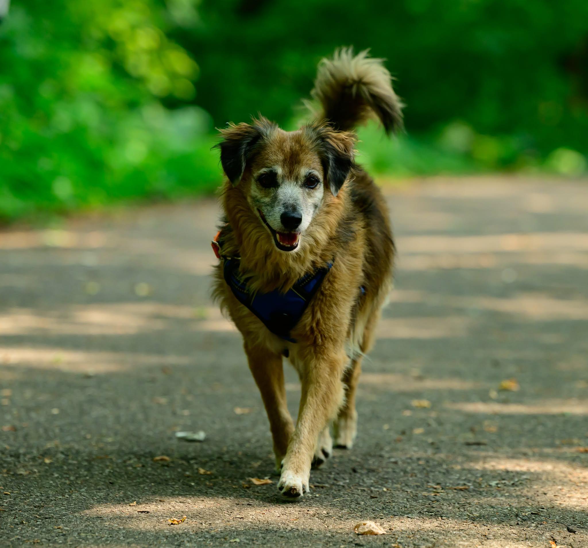 Bear, an adopted Terrier in Hamilton, ON image 1/6