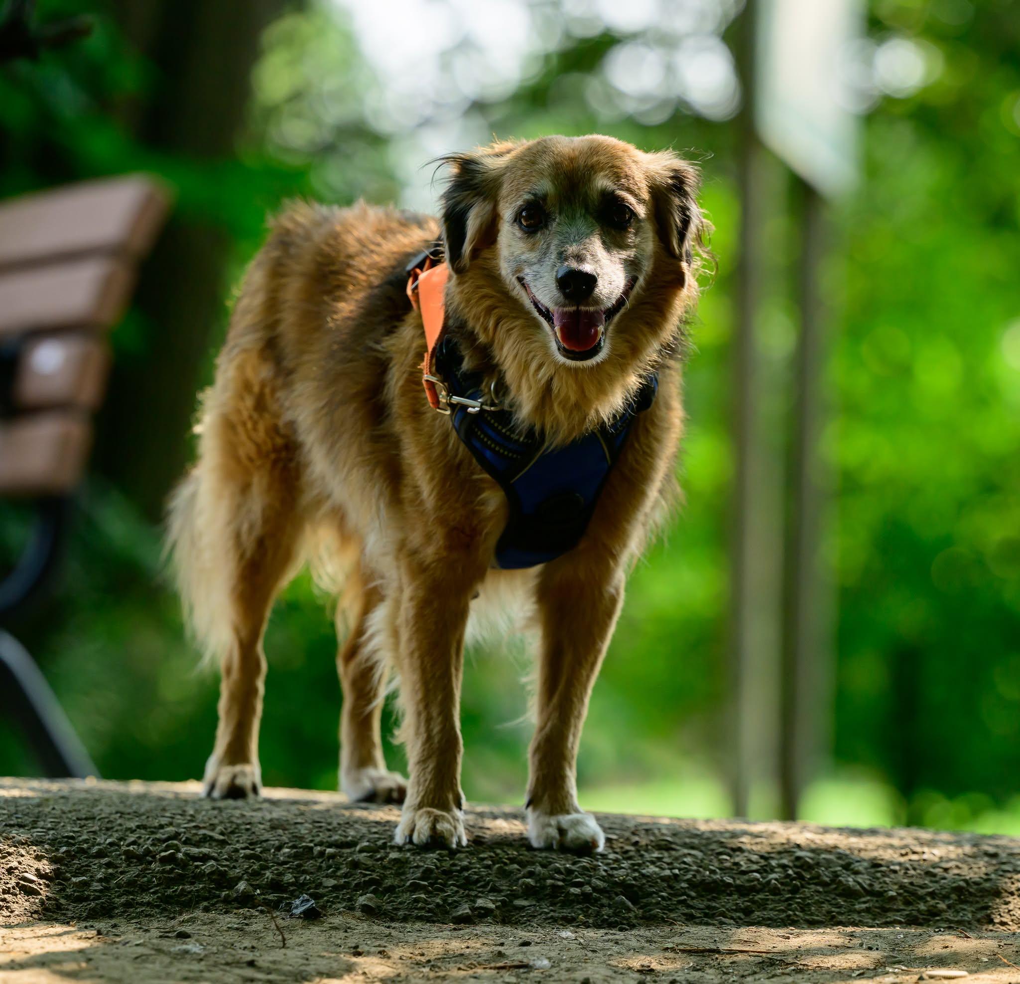 Bear, an adopted Terrier in Hamilton, ON image 4/6