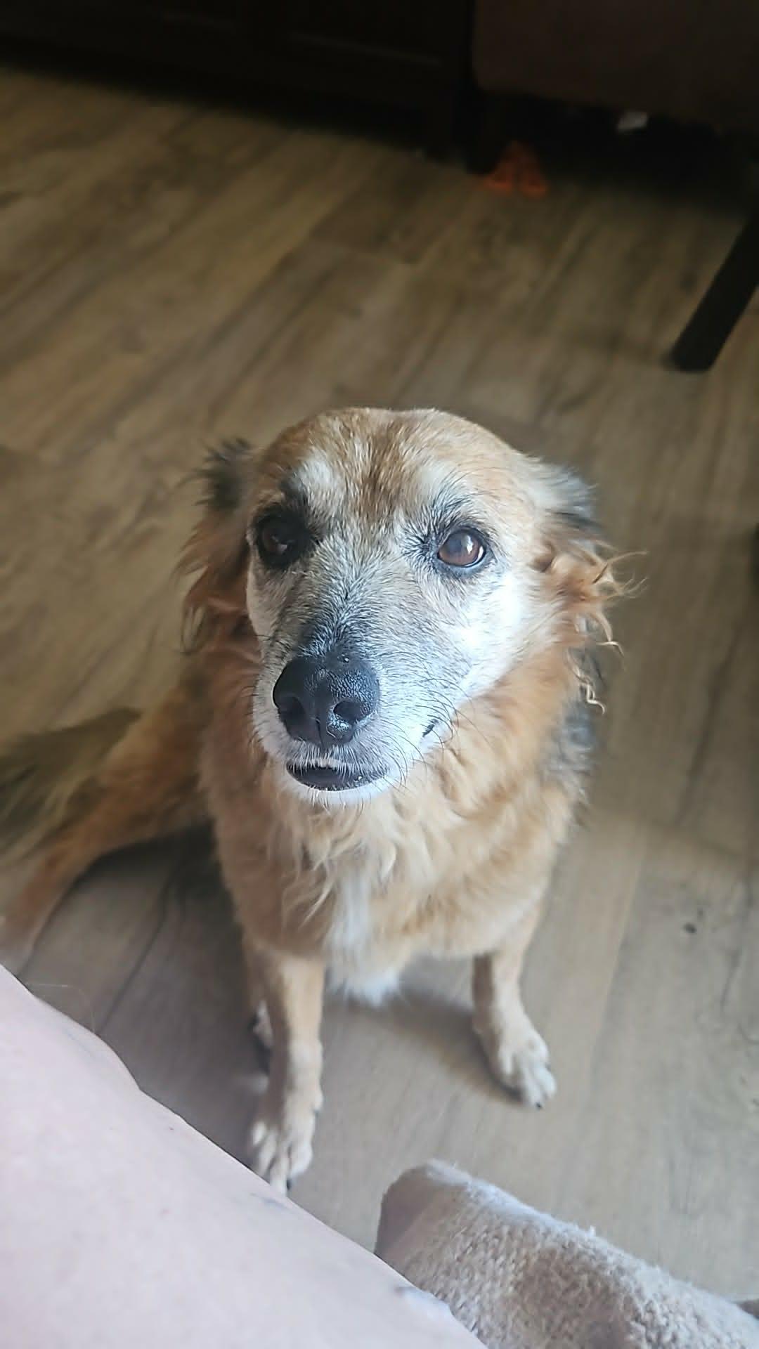 Bear, a ADOPTABLE Terrier in Hamilton, ON image 5/5
