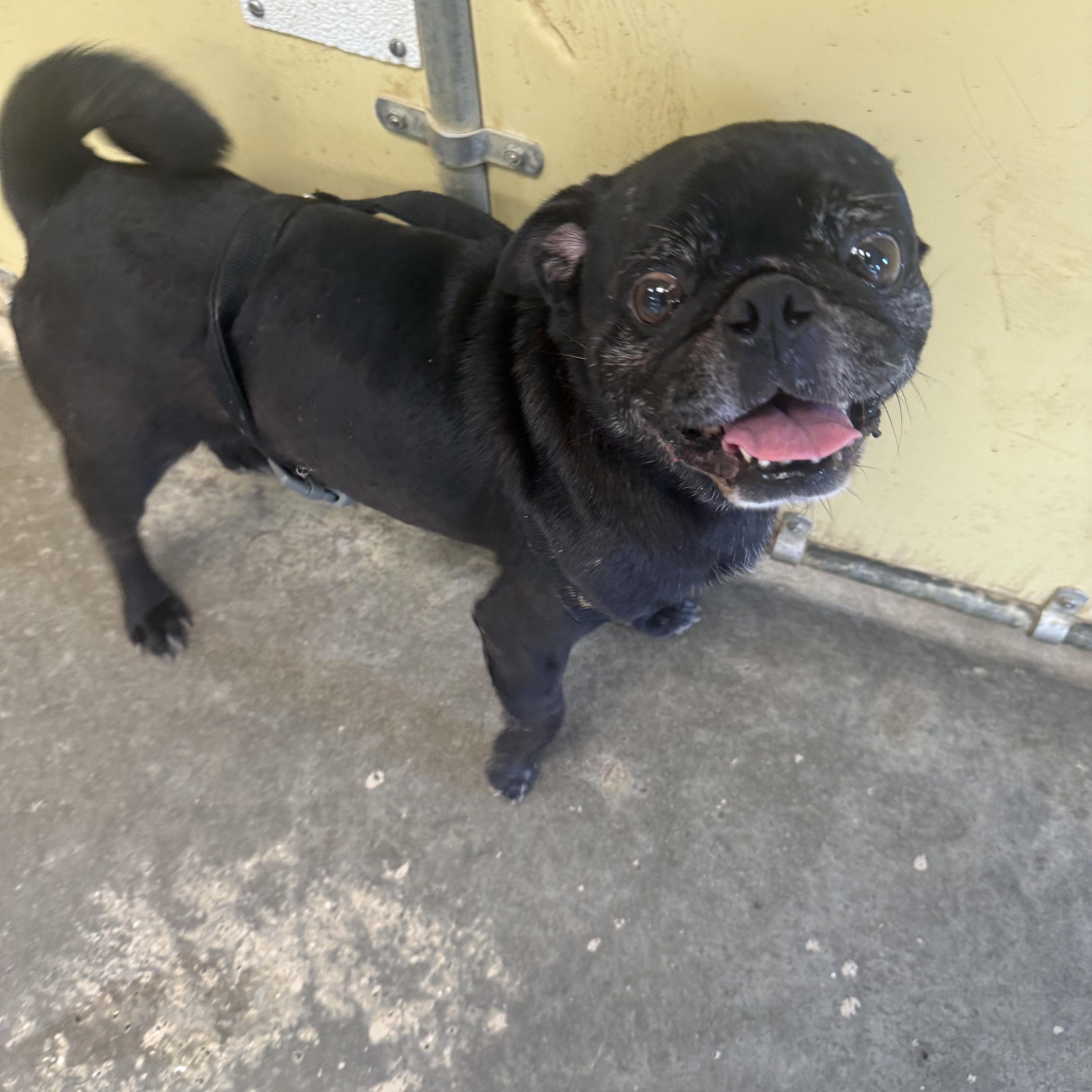 Enlarge Elvis, a ADOPTABLE Pug in Xenia, OH image 2/2