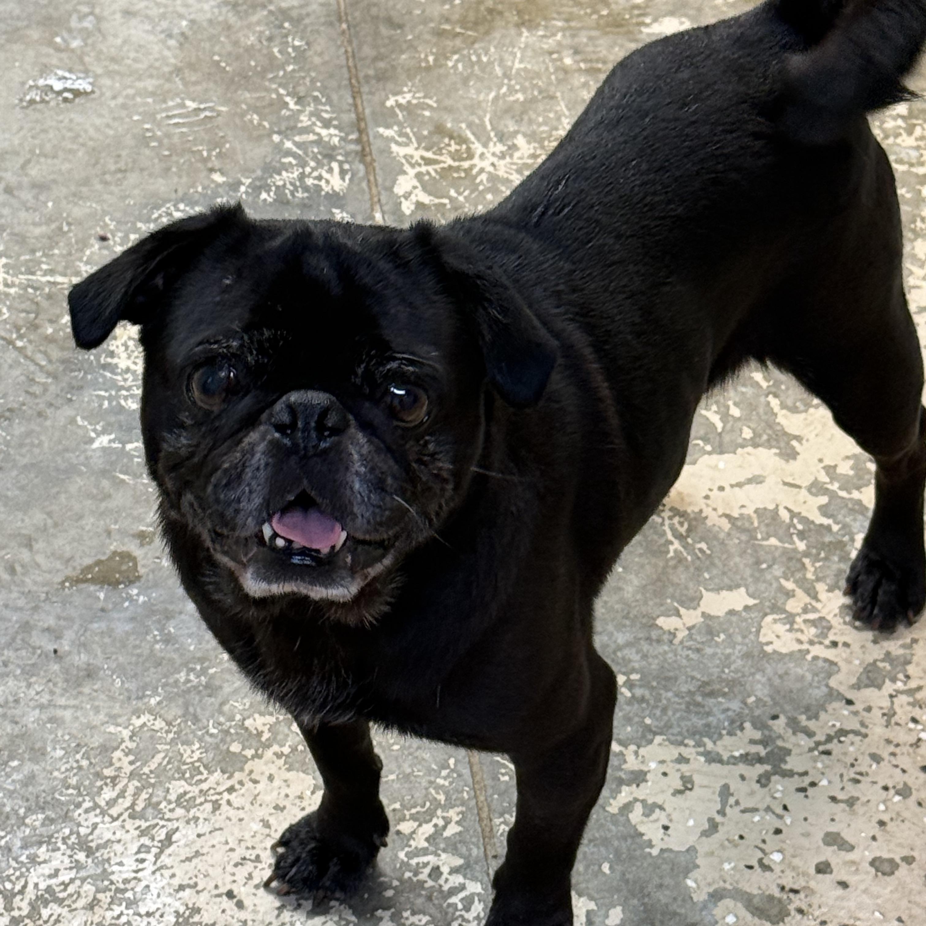 Elvis, ADOPTABLE, Adult Male Pug.