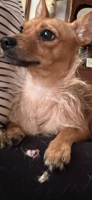 Enlarge Chalupa, an adoption pending mixed breed in Irmo, SC image 3/3