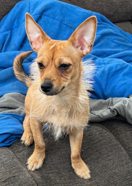 Enlarge Chalupa, an adoption pending mixed breed in Irmo, SC image 1/3