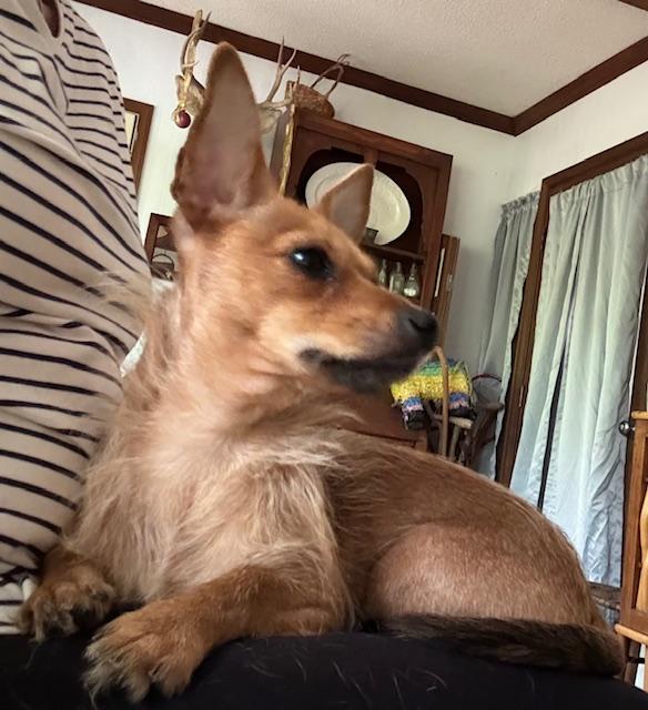 Enlarge Chalupa, an adoption pending mixed breed in Irmo, SC image 2/3