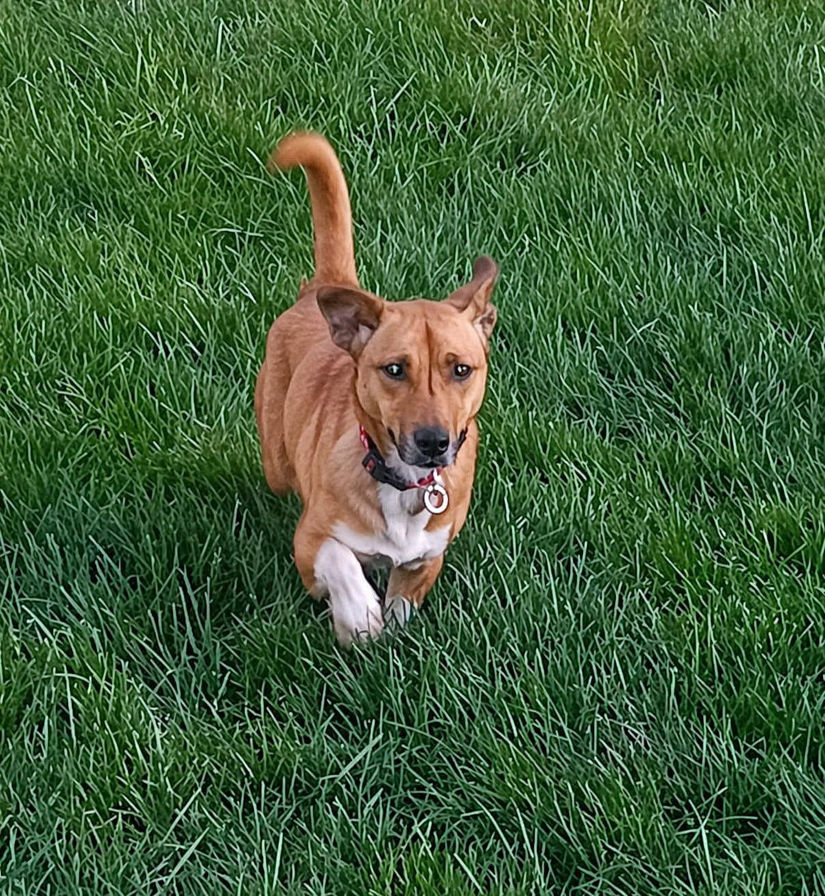 Gracie Lou Freebush, Adopted, Adult Female Corgi.