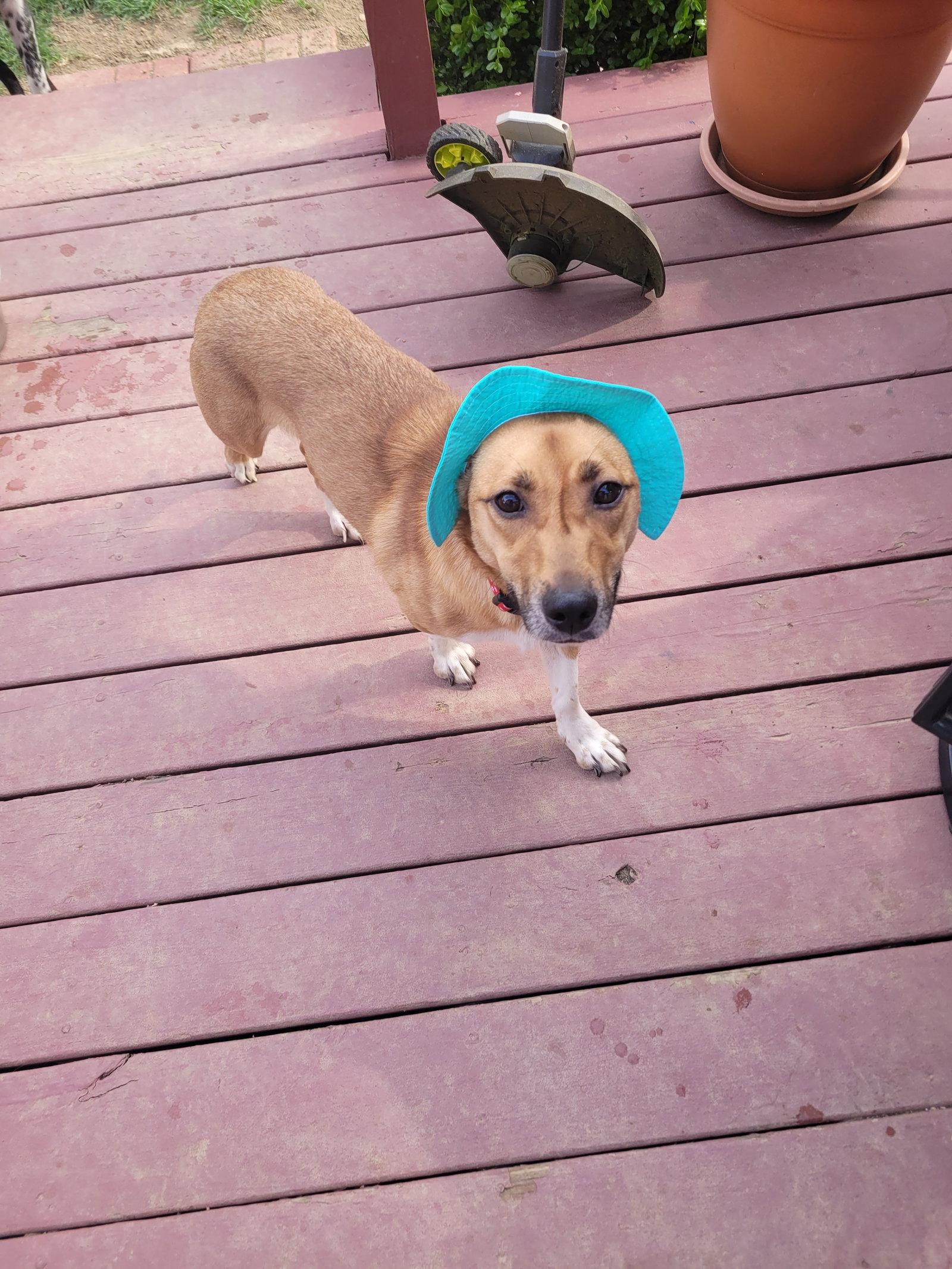 Gracie Lou Freebush, a Adopted Corgi in Powell, OH image 2/2