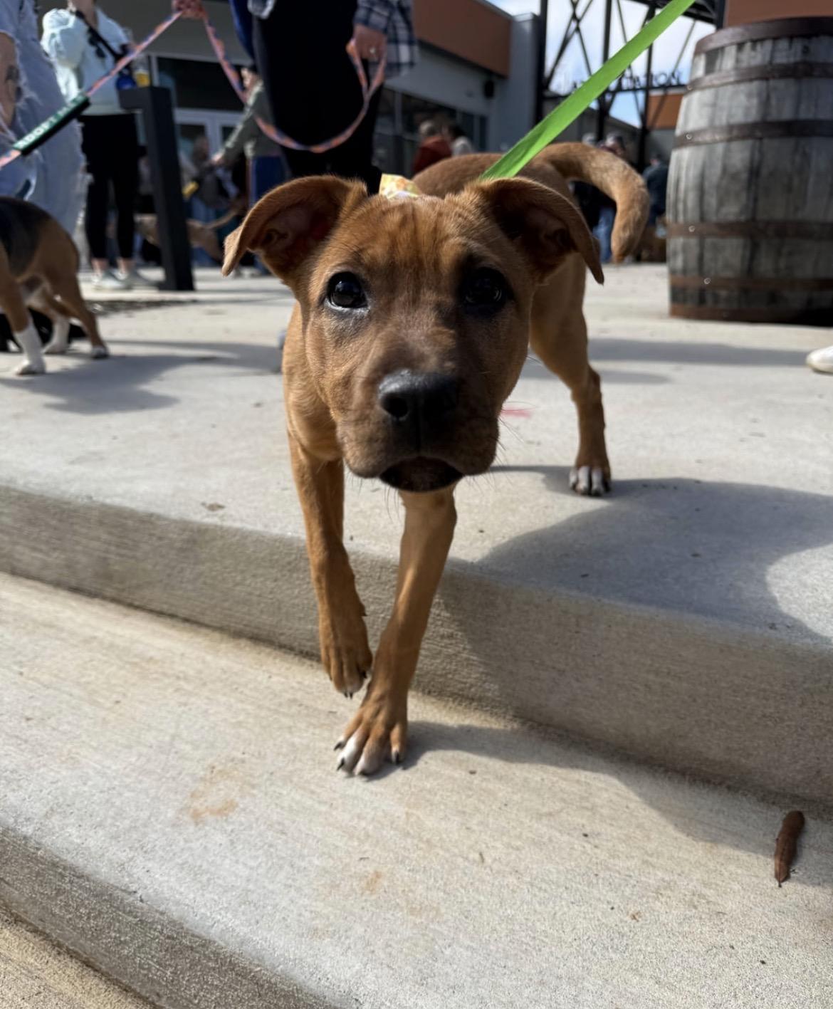 Enlarge Punkin, a Adoptable mixed breed in Cornelius, NC image 3/3