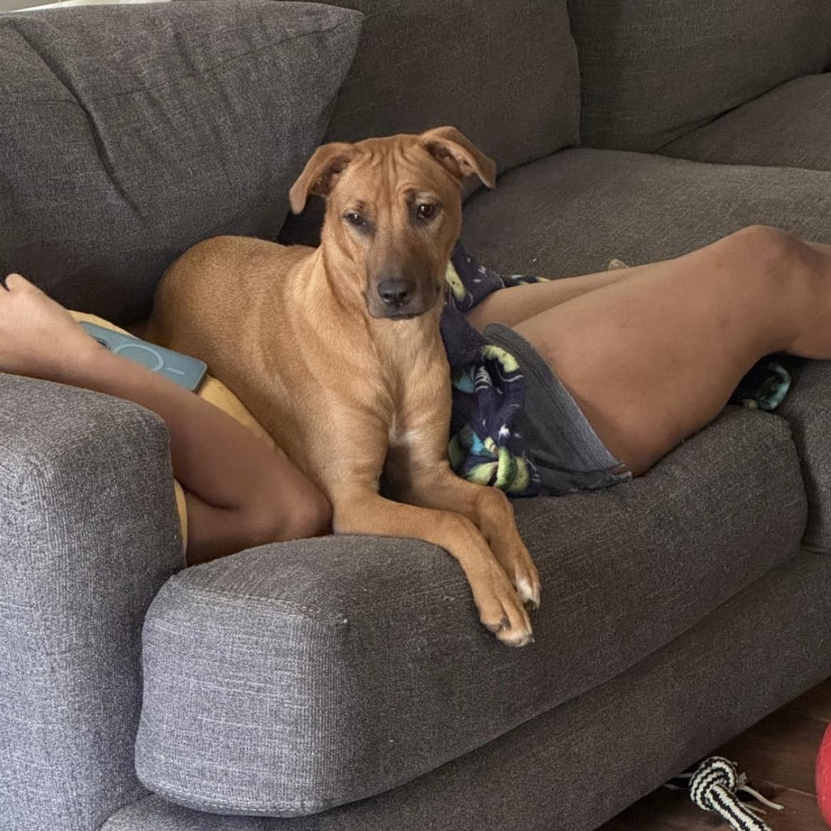 Punkin, Adoptable, Young Female Mixed Breed.