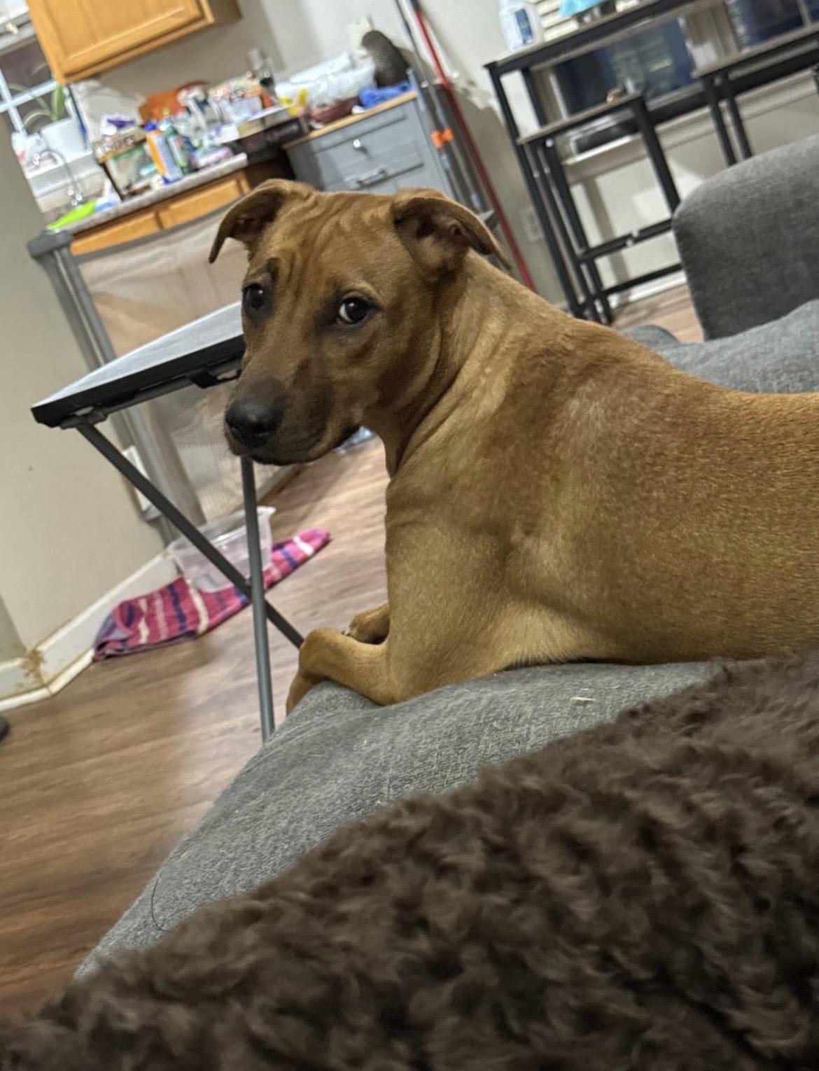 Enlarge Punkin, a Adoptable mixed breed in Cornelius, NC image 2/3