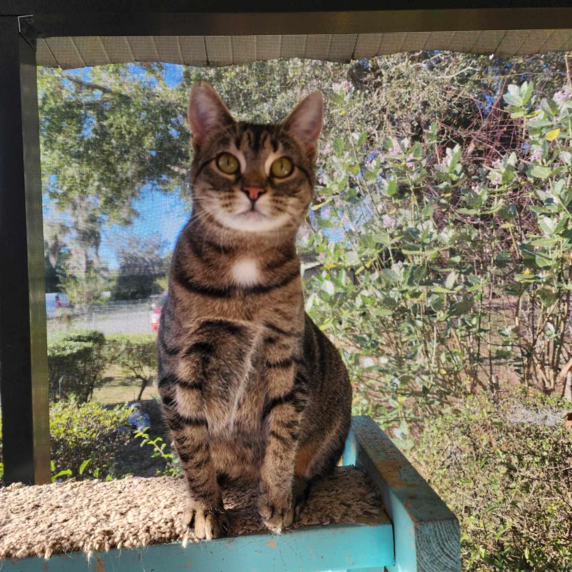 Helen *SPONSORED*, a Adoptable Domestic Short Hair in Umatilla, FL image 2/4