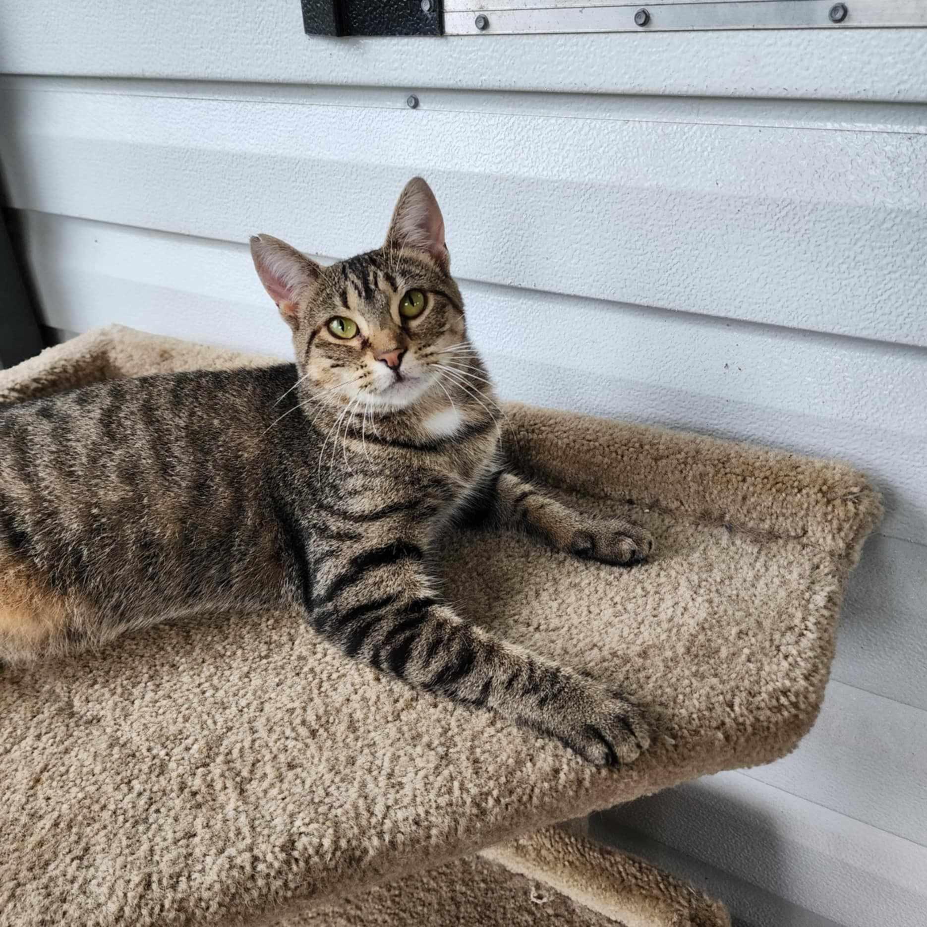 Helen *SPONSORED*, a Adoptable Domestic Short Hair in Umatilla, FL image 3/4