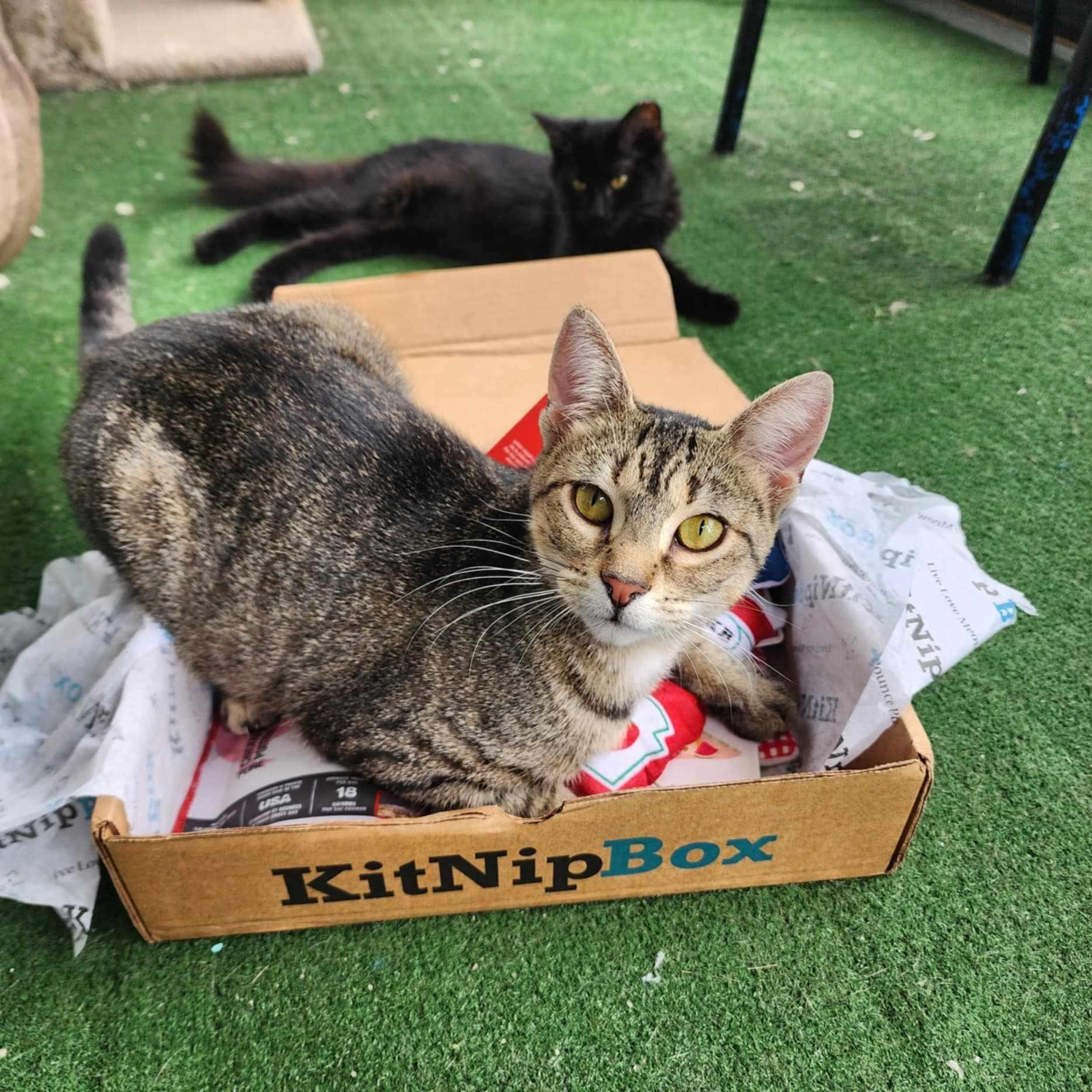 Helen *SPONSORED*, a Adoptable Domestic Short Hair in Umatilla, FL image 1/4