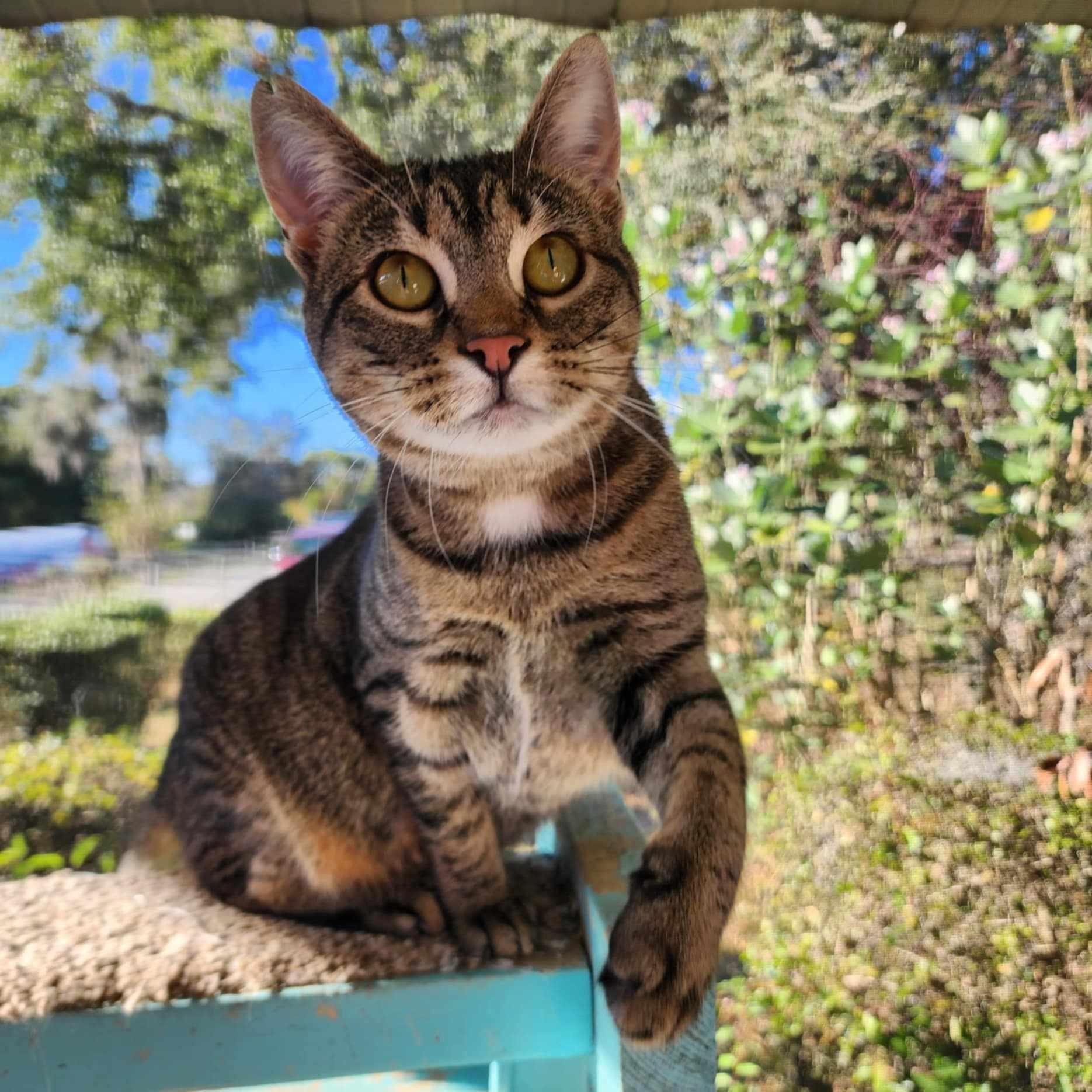 Helen *SPONSORED*, a Adoptable Domestic Short Hair in Umatilla, FL image 4/4