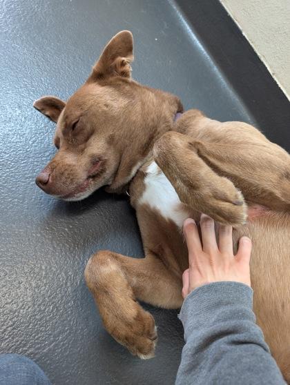 Enlarge Whiskey, an adoptable mixed breed in Ithaca, NY image 3/6