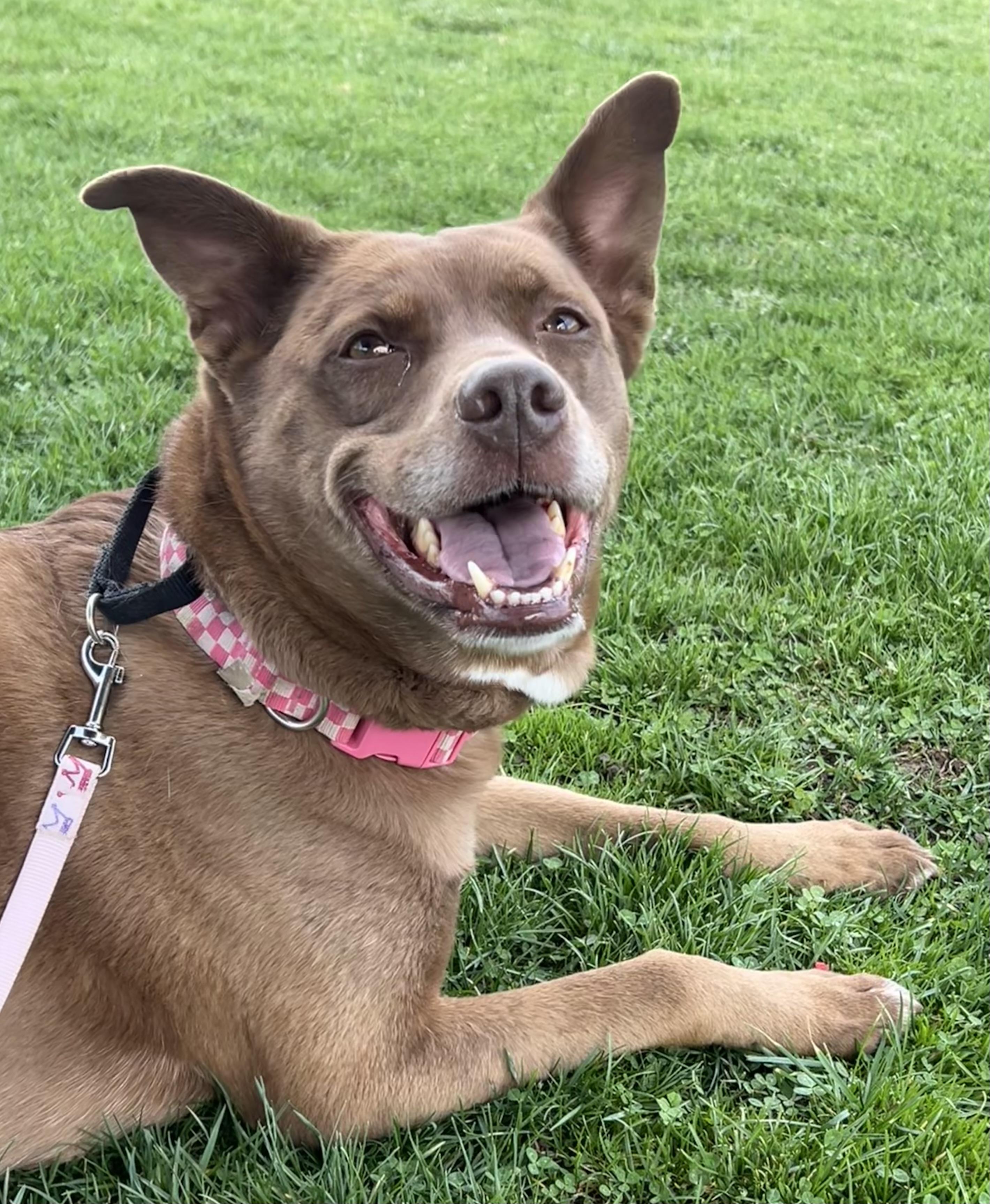 Whiskey, an adoptable mixed breed in Ithaca, NY image 1/6