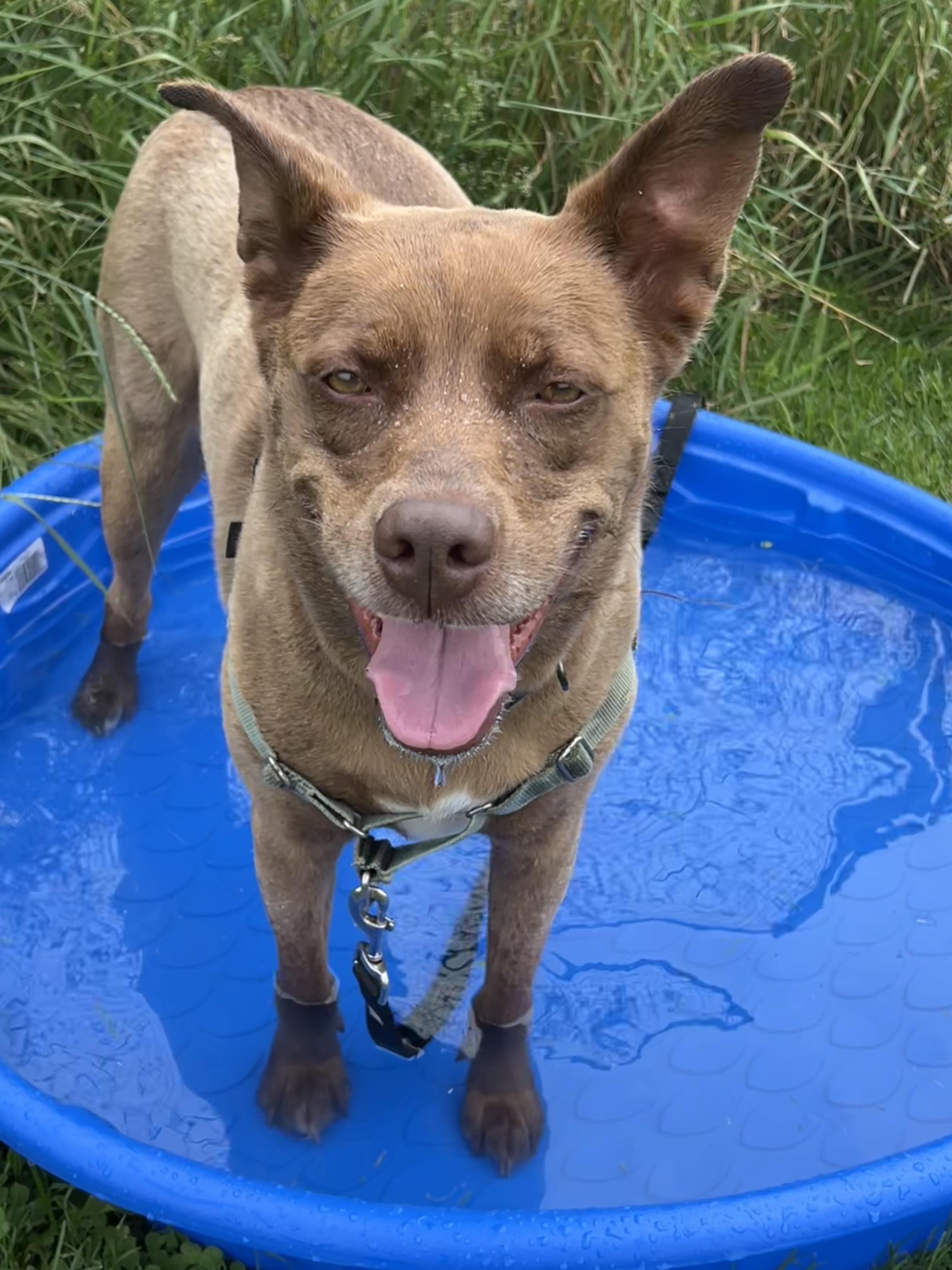 Whiskey, adoptable, Adult Female Mixed Breed.