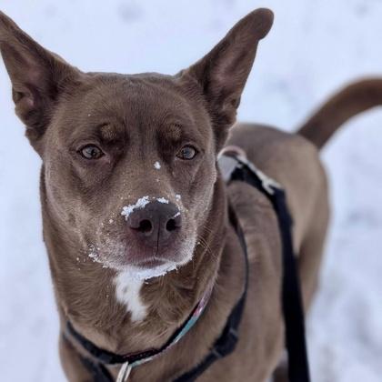Enlarge Whiskey, an adoptable mixed breed in Ithaca, NY image 1/6