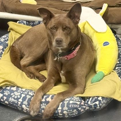 Enlarge Whiskey, an adoptable mixed breed in Ithaca, NY image 1/6