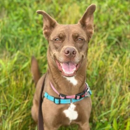 Whiskey — thumbnail 4