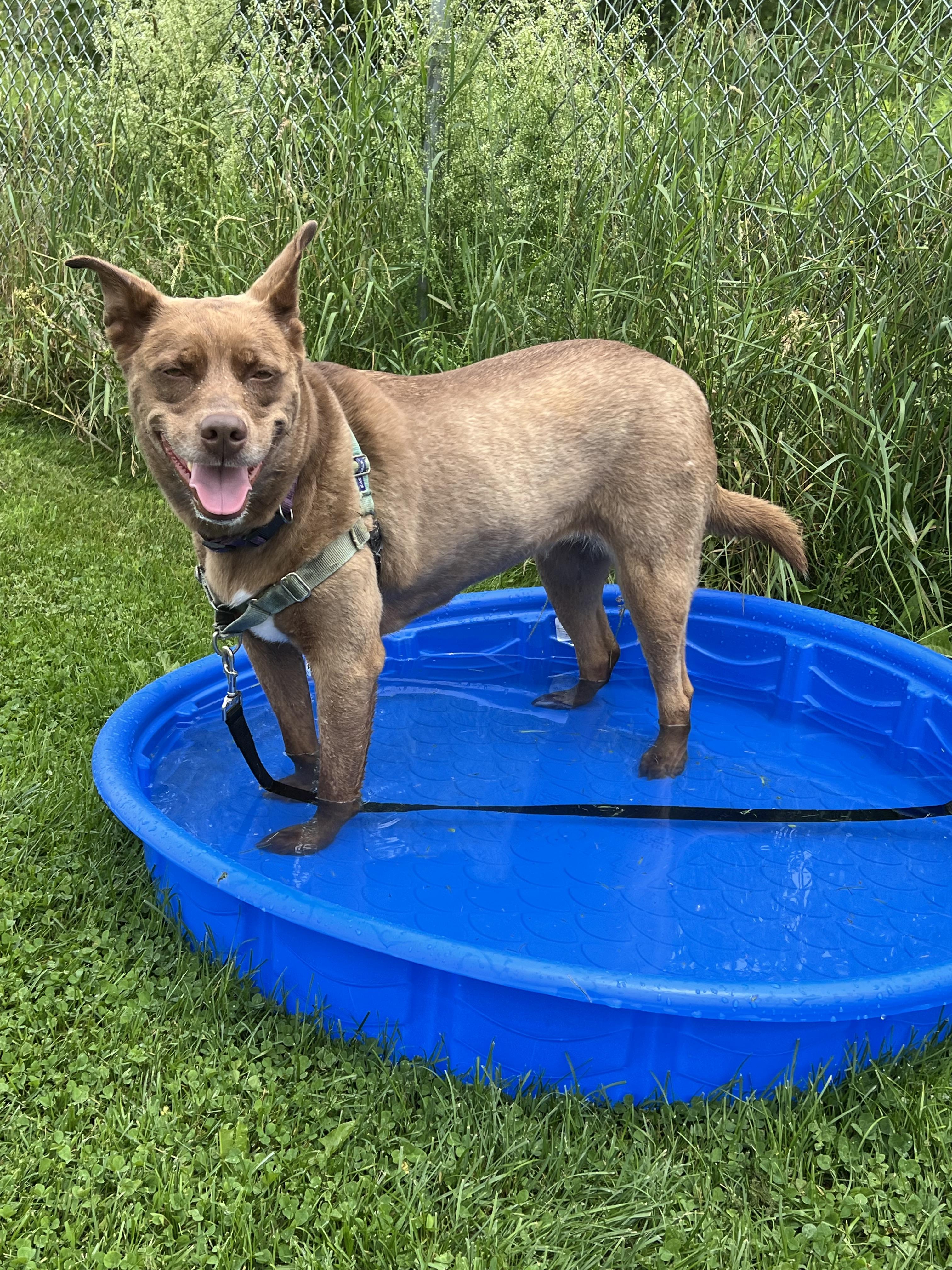 Whiskey, an adoptable mixed breed in Ithaca, NY image 2/2