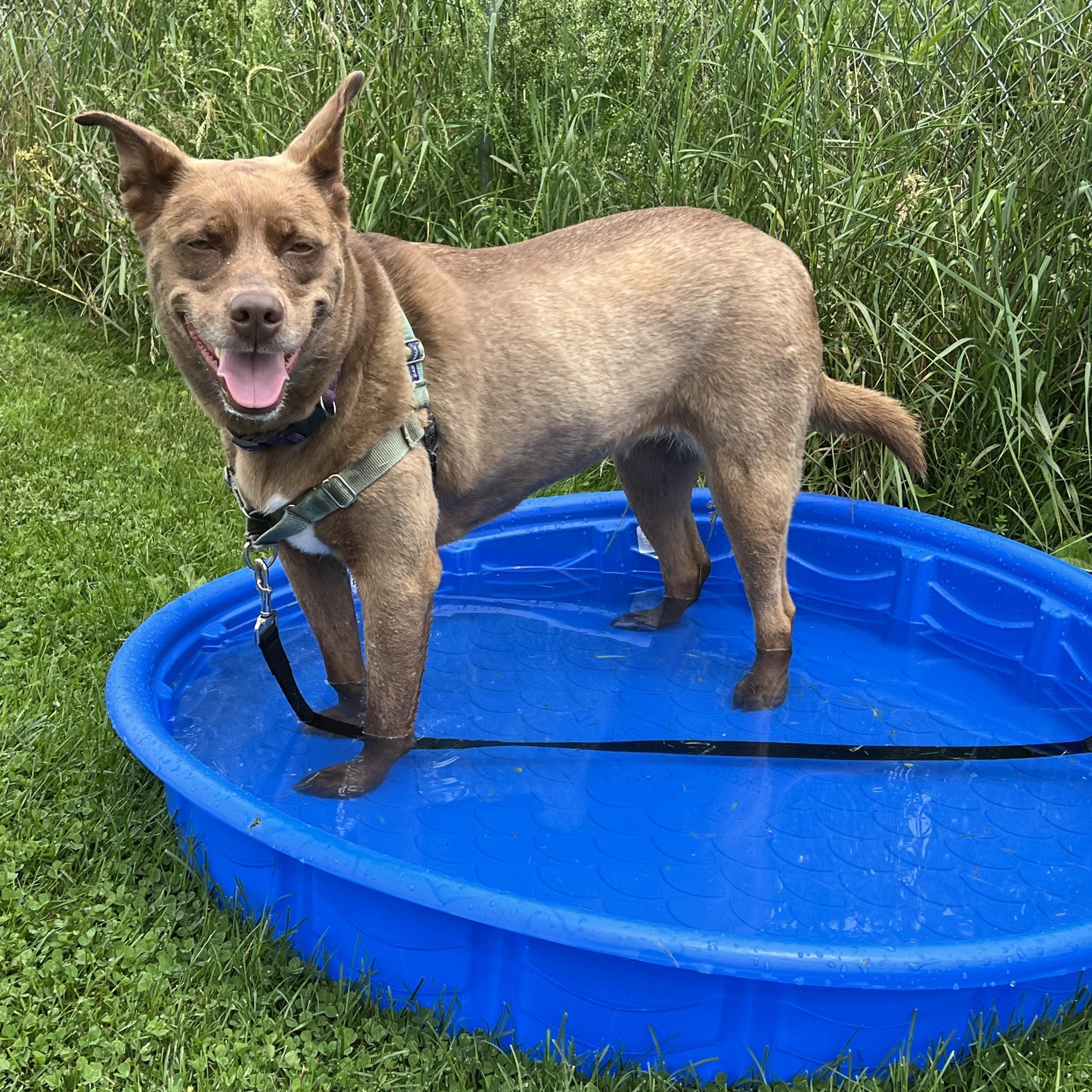 Enlarge Whiskey, an adoptable mixed breed in Ithaca, NY image 5/6